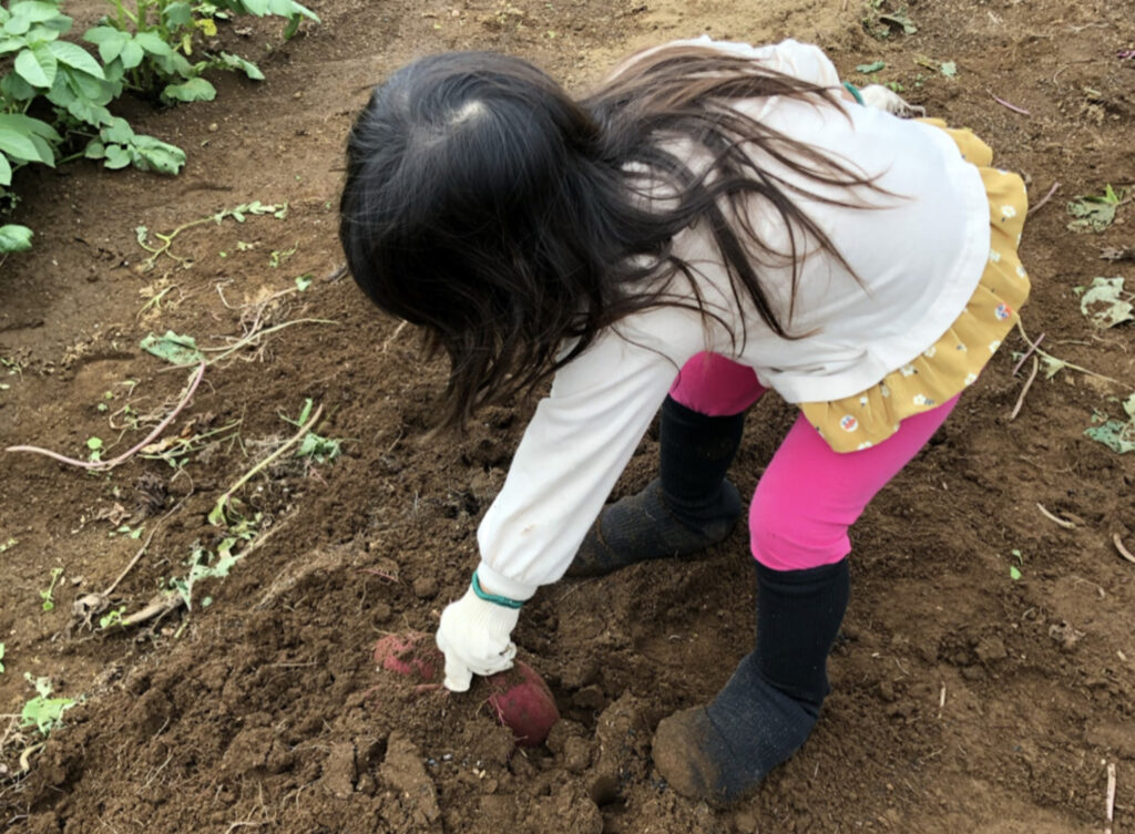 子どもが芋を掘り起こすところの写真